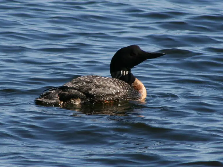 Water Fowl